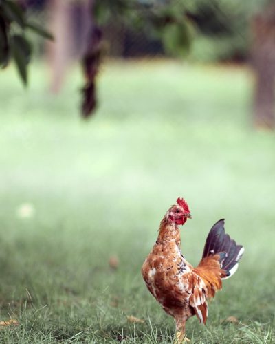pollo 2